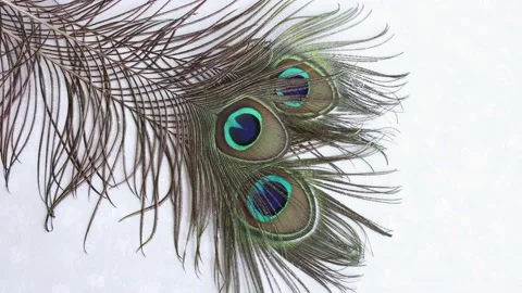 Green and Blue Peacock Feather · Free Stock Photo