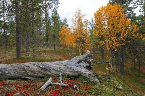 Colorful Indian Summer trees and forest in Finland Stock Photos