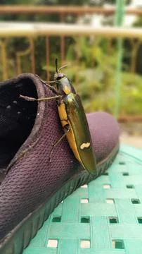 Colorful insect Stock Photos