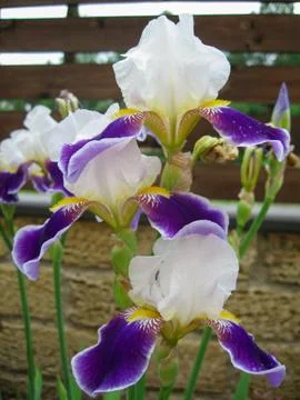 Colorful irises blooming in a garden Stock Photos