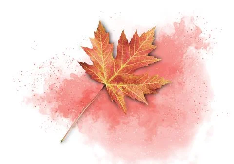 Colorful isolated fall acer leaf on a red watercolor background Stock Illustration