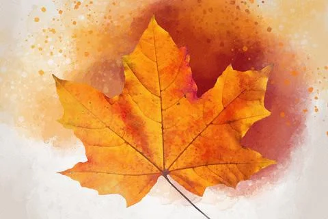 Colorful isolated fall acer leaf on a red watercolor background Stock Illustration