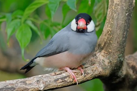 A colorful Java sparrow (Padda oryzivora) perched on a branch, Indonesia. Stock-Fotos