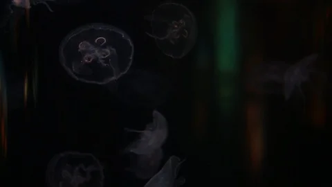 Colorful jelly fish movement in deep water change many color Stock Footage 89873284
