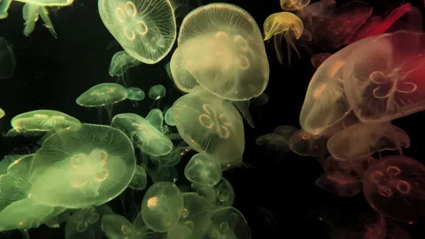 Colorful jellyfish captured in motion with soft translucent tentacles. Stock Footage 336740689