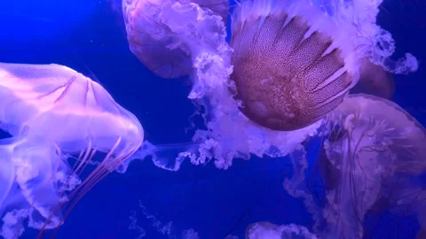 Colorful jellyfish float gracefully in a blue-lit aquarium water 库存影片 295993308