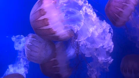 Colorful jellyfish float gracefully in a blue-lit aquarium water 库存影片 295993377