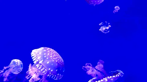 Colorful jellyfish float gracefully in a blue-lit aquarium water 库存影片 295993410