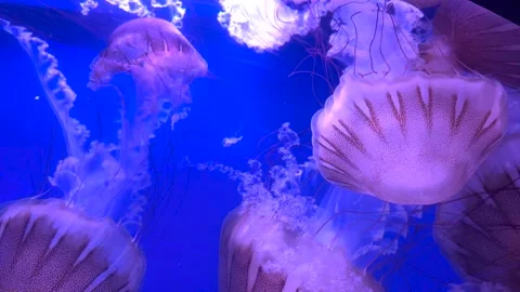 Colorful jellyfish float gracefully in a blue-lit aquarium water 库存影片 295993455