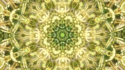 Colorful Kaleidoscopic Video Background Loop ,green natural abstract background Video stock 43263273