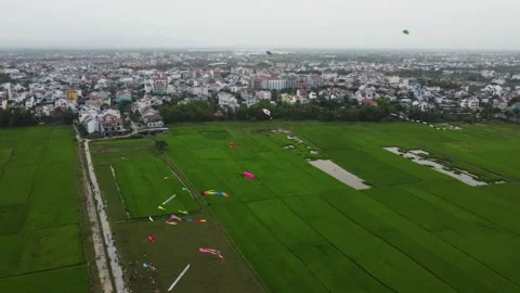 Colorful kites soaring through the sky over a lush green rice field Stock Footage 237427177