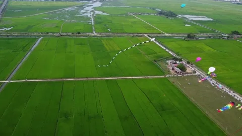 Colorful kites soaring through the sky over a lush green rice field Stock Footage 237495155