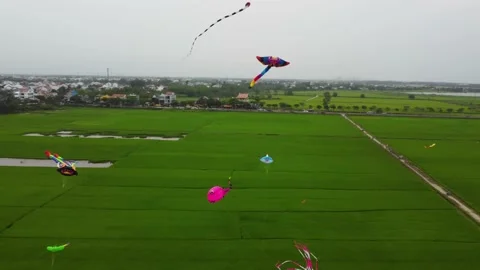 Colorful kites soaring through the sky over a lush green rice field Stock Footage 237701076