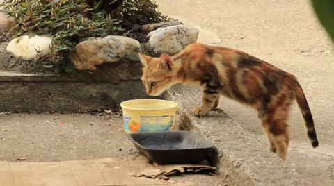 Colorful Kitten Stock Footage 31287372