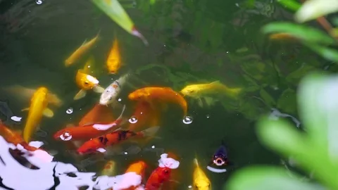 Colorful of Koi fish (Amur carp) swimming in the garden pond Stock Footage
