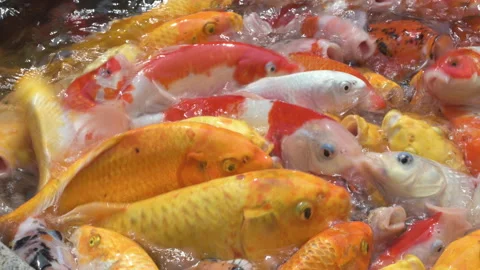 Colorful Koi Fish Feeding In Crowded Pond Close-Up With Vibrant Yellow, Orange Stock Footage 337682364