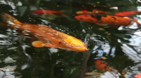 Colorful Koi Fish 動画素材 9361892