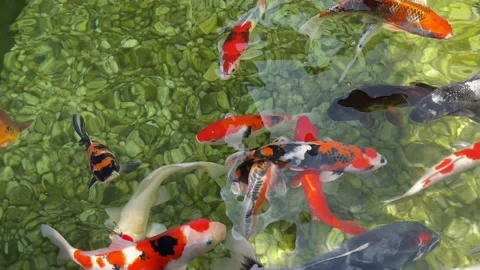 Colorful Koi Fish Stock Footage 164013668
