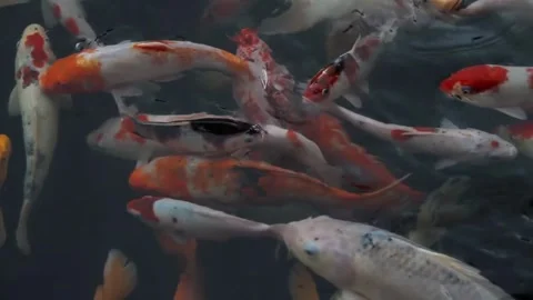 Colorful koi fish Stock Footage 243541458