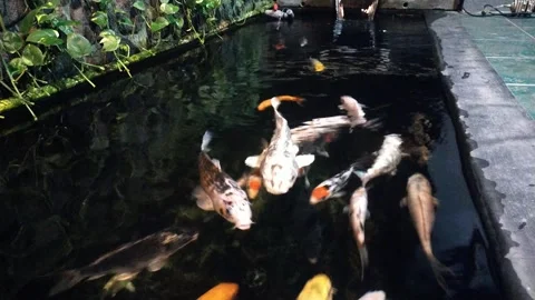 Colorful koi fish Video stock 287962942