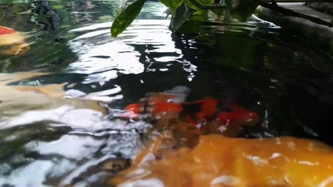 Colorful Koi Fish Stock Footage 323829619