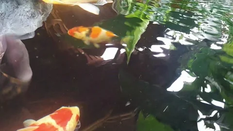 Colorful Koi Fish Stock Footage 323829640