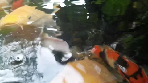 Colorful Koi Fish Stock Footage 323829677