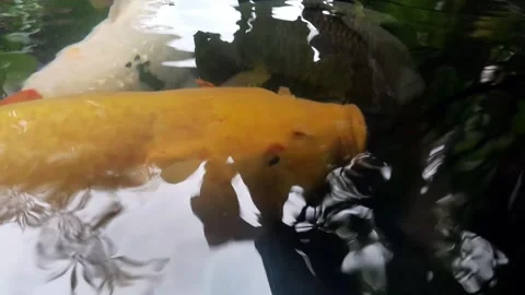Colorful Koi Fish Stock Footage 323829756