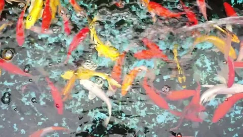 Colorful koi fish 스톡 동영상 332042741