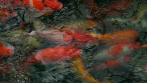 Colorful Koi Fish Stock Footage 345309463