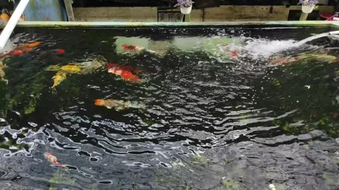 Colorful koi fish inside a stream Stock Footage 268130773