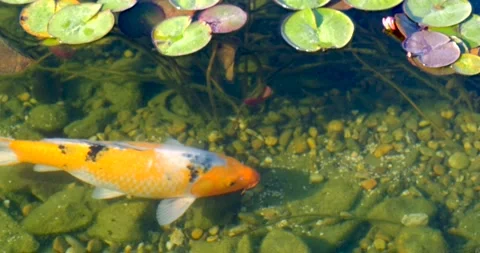 Colorful koi fish in the lake float Among water lilies in an artificial pond Stock Footage 132452594