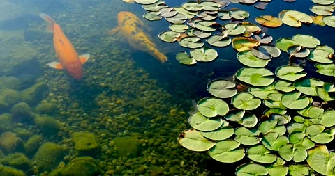 Colorful koi fish in the lake float Among water lilies in an artificial pond Stock Footage 132452658
