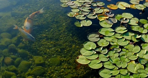 Colorful koi fish in the lake float Among water lilies in an artificial pond Stock Footage 132454190
