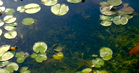 Colorful koi fish in the lake float Among water lilies in an artificial pond Stock Footage 132454260