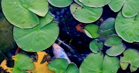 Colorful koi fish in the lake float Among water lilies in an artificial pond Stock Footage 132454319