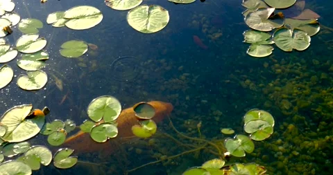 Colorful koi fish in the lake float Among water lilies in an artificial pond Stock Footage 132826857