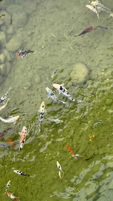 Colorful koi fish in a pool Stock Footage 337132122