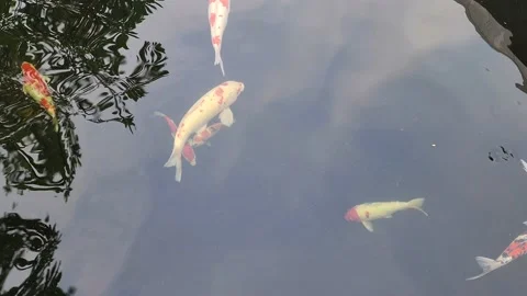 COLORFUL KOI FISH IN THE POOL WITH UP MOVEMENT Video stock 220045127