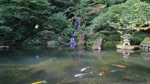 Colorful Koi fish swimming in pond with waterfall in Japanese garden 1080p HD Stock Footage