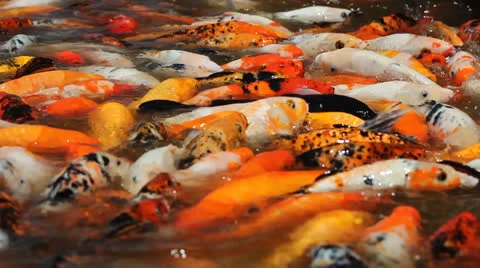 Colorful Koi Stock Footage 24744720