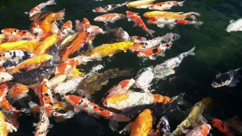 Colorful Koi Video stock 270153079