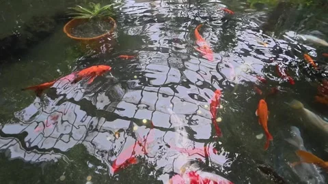 Colorful koi pond Stock Footage 318343208