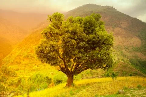 Colorful landscape tree Stock Photos