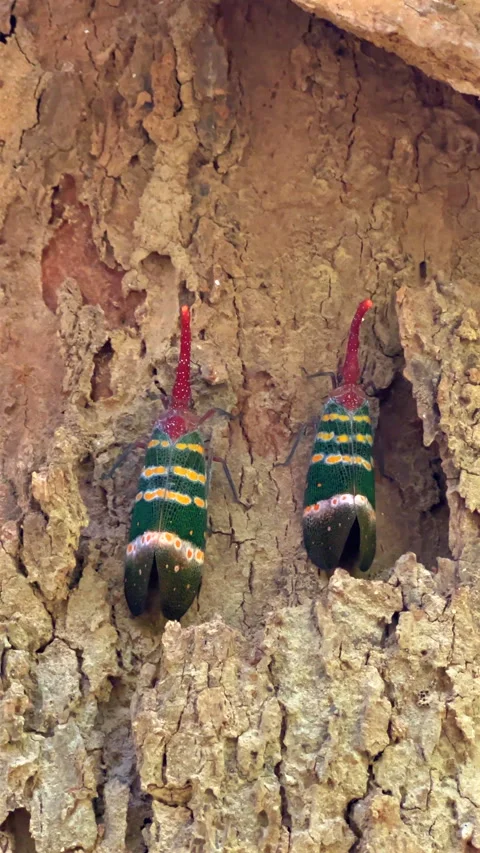 Colorful lanternfly bugs on tree bark exhibiting patterns and camouflage Vídeos de archivo 279912405
