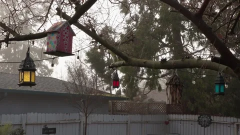 Colorful lanterns hanging in tree Stock Footage 265817114