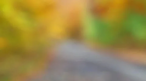 Colorful leaf background with forest with asphalt road Video stock 46005469