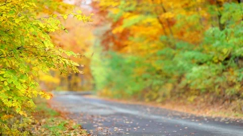 Colorful leaf background with forest with asphalt road Video stock 46005636