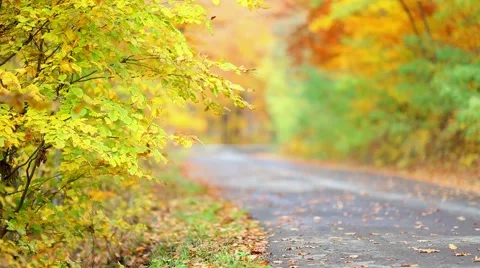 Colorful leaf background with forest with asphalt road Video stock 46005736