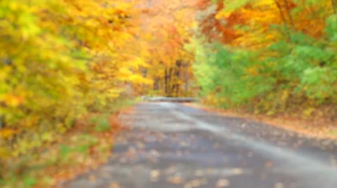 Colorful leaf background with forest with asphalt road Stock Footage 46005749